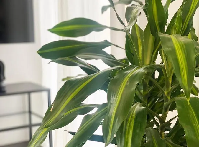 Luxury Retreat- 2-bedroom, 2-bath Apartment *